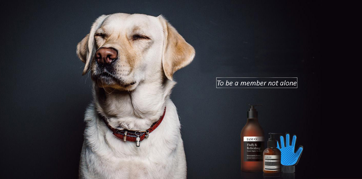10 creative product designs for exclusive pets